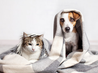 ZumVet HQ | Online Veterinarian | Video Call a Vet | Vet-Recommended Pet Supplies