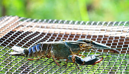 Singapore Crawfish Pte. Ltd.