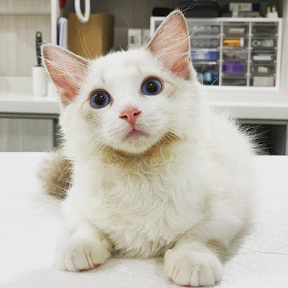 Pets Avenue Veterinary Clinic (Beauty World)